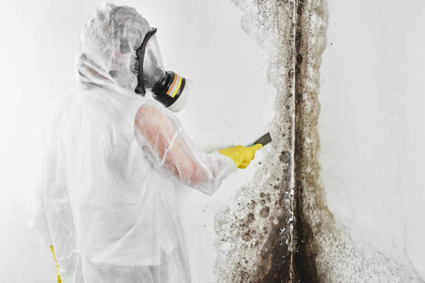 Best Mold Remediation Experts  in Hayden, AL