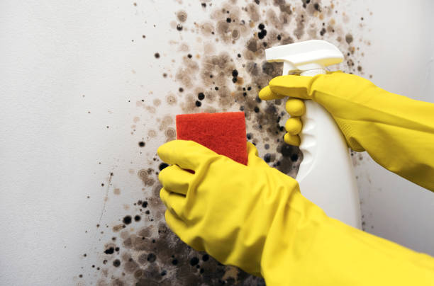 Best Mold Cleaning Services  in Hayden, AL