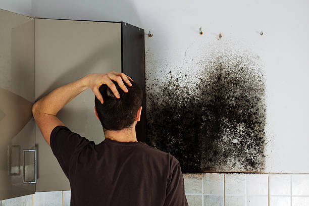 Best Mold Damage Repair  in Hayden, AL