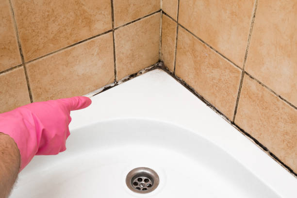Best Local Mold Removal Service  in Hayden, AL