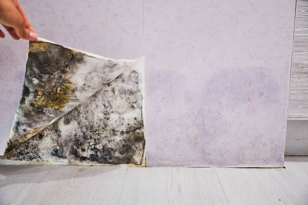 Best Attic Mold Removal  in Hayden, AL